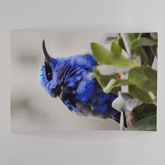 4x6 Red-Legged Honeycreeper Cute‎ Blue Bird Art Print - Picture 2 of 6